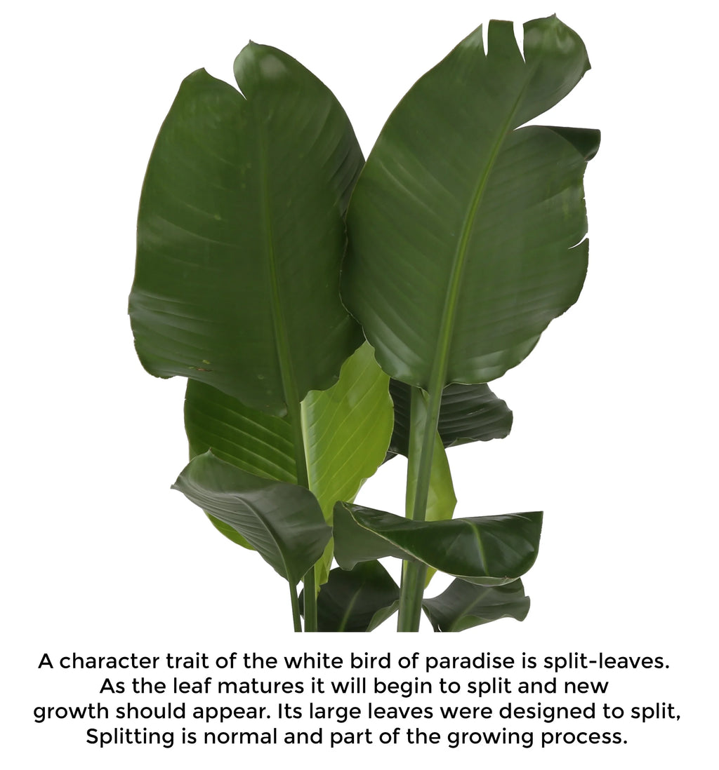 White Bird of Paradise Plant in White Pot L4460