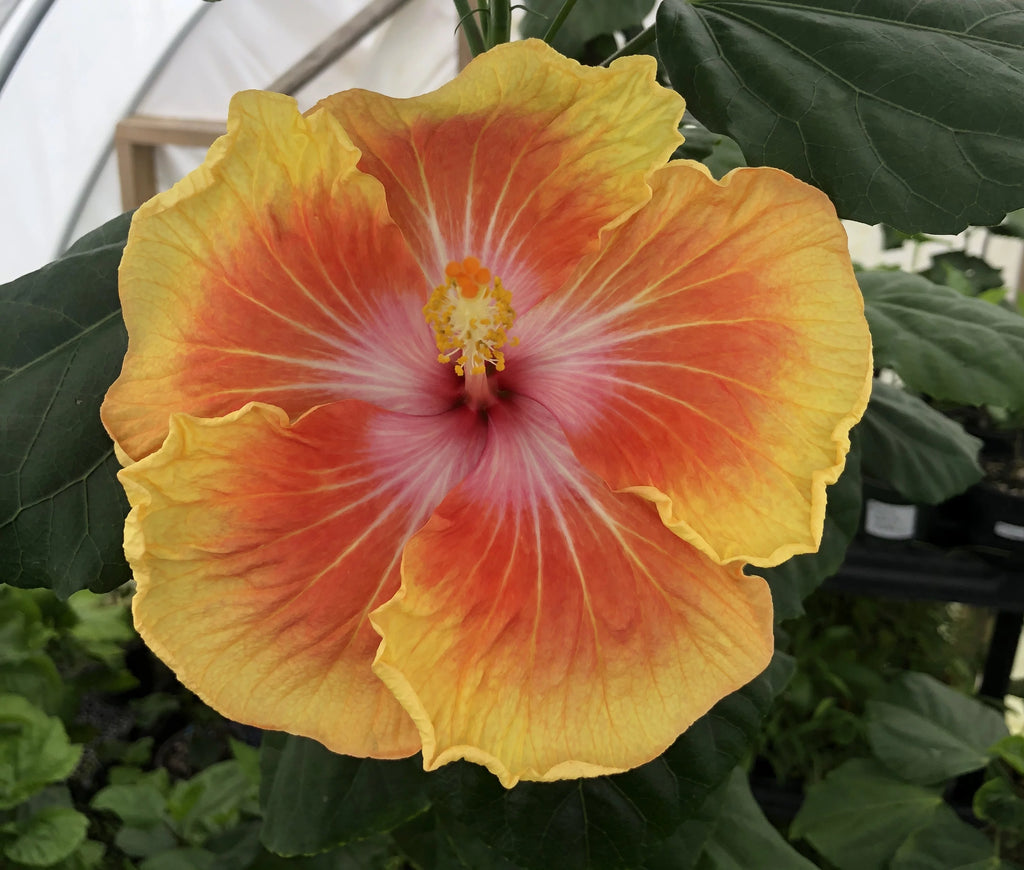 Exotic Tropical Hibiscus Live Plant in 4" pot L773144