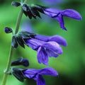 Red Salvia Live Plant in 3" Pot V539246